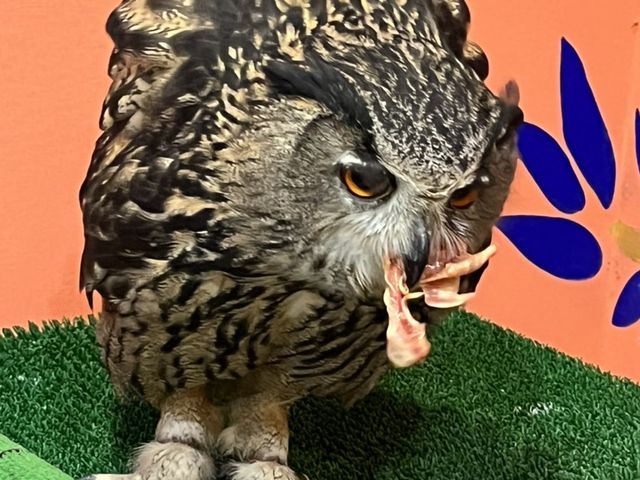 HׂĂ܂B_ANAtHXg@-̐X-