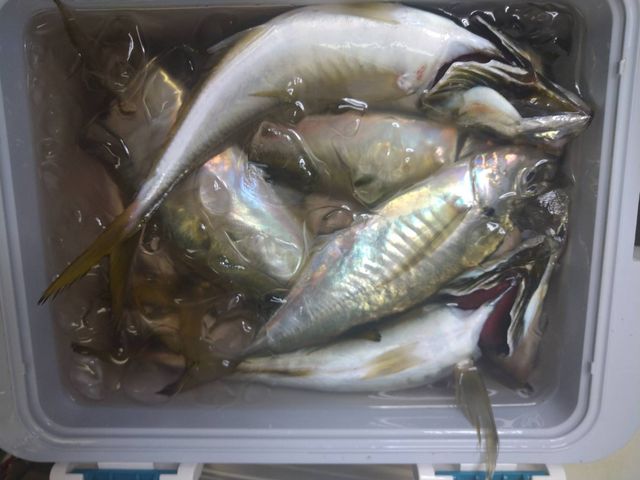 ���S�҂ł��ނ�܂���_��D�[��