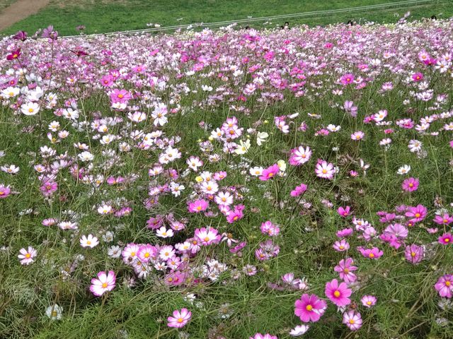 RXXɂN̎v܂Ă悤Ɍ܂_RXX