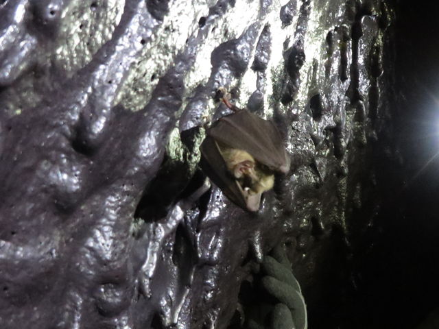 �R�E�������ԋ߂Ō���܂���_������� Mt.Fuji Nature Travel