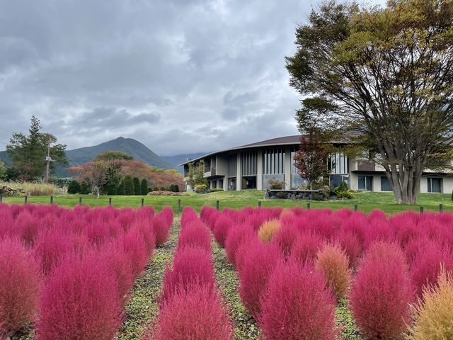 ��Ό����̃R�L�A_�x�m���V��