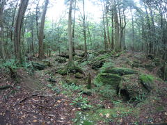 mina����̊������ Mt.Fuji Nature Travel�ւ̓��e�ʐ^1