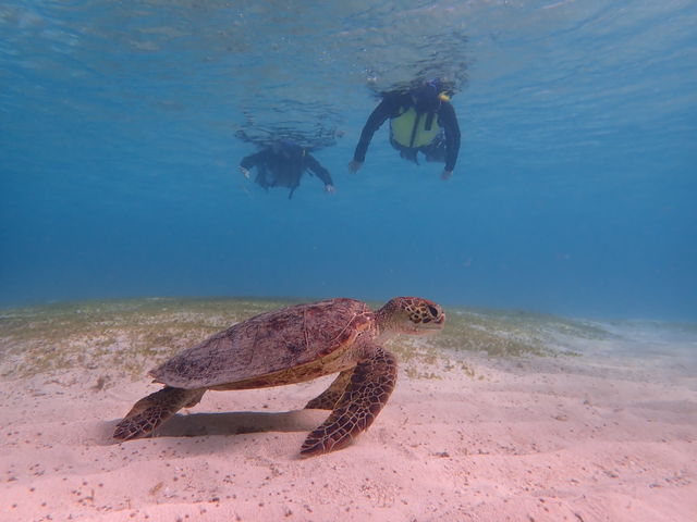 CTƉj܂B
ƂĂłB_I[VY21