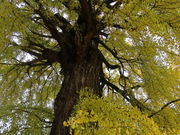 yosshy̒Oa_Ђ̓eʐ^3