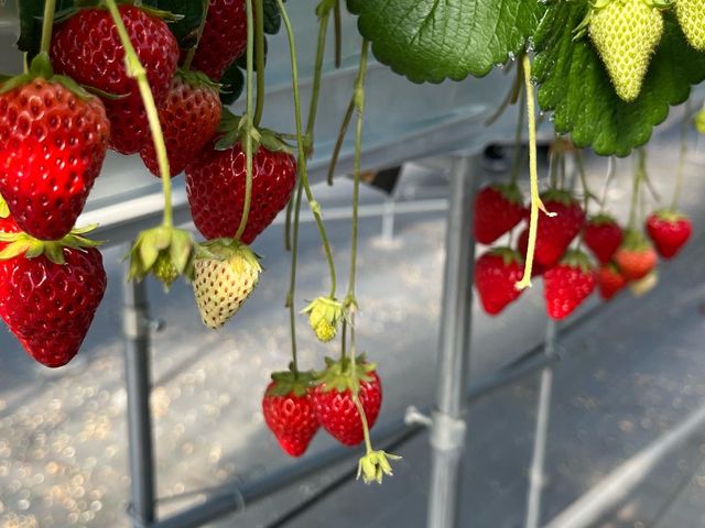 ��������䕂̌��������������Ē����܂����I_�n糂�������