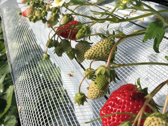 ._�܂�܃C�`�S��