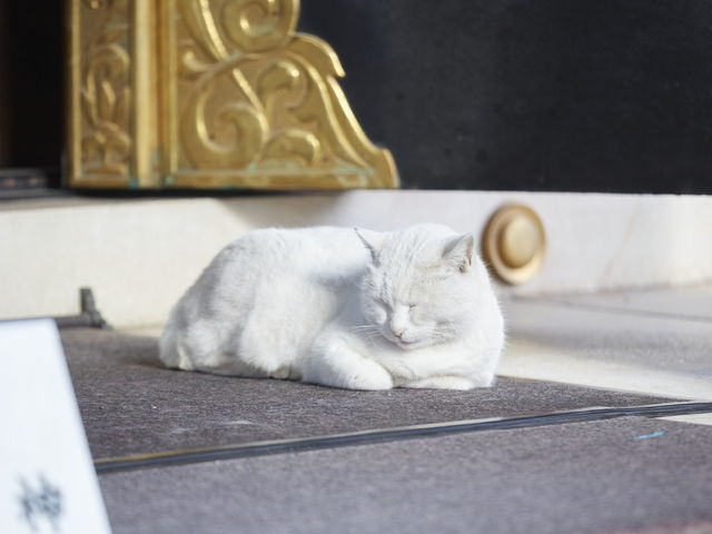 �X���X���Ȃ݂����_���ː_��