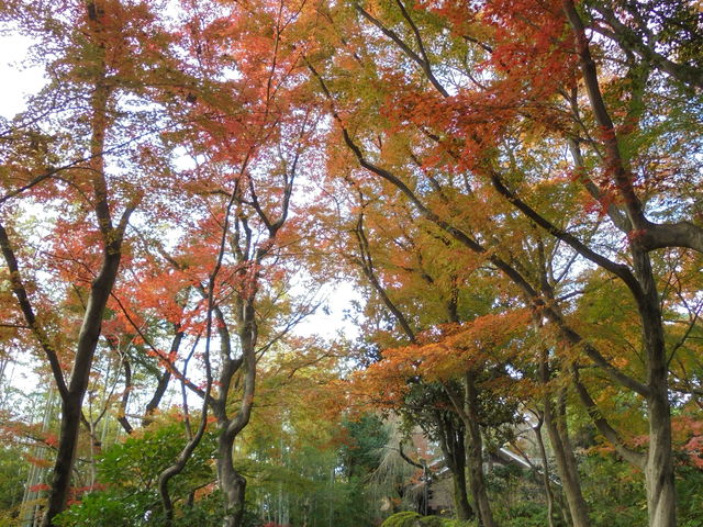 �����e�ɂ��������g�t_�A�T�q�r�[����R��R�����p��