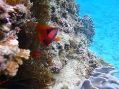 S.NNature Guide Double Rainbow lC`[KCh@_uC{[ւ̓eʐ^1