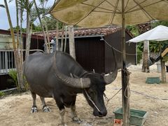 �͂邿�񂳂�̐Ί_���h���[���ό��ւ̓��e�ʐ^1