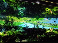 chicõJXC 萅قւ̓eʐ^1