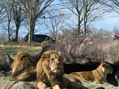 九州自然動物公園アフリカンサファリ 予約 アクセス 割引クーポン じゃらんnet