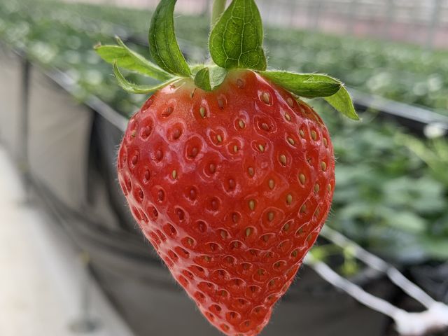 1���A�傫���Â��I_JAL Agriport