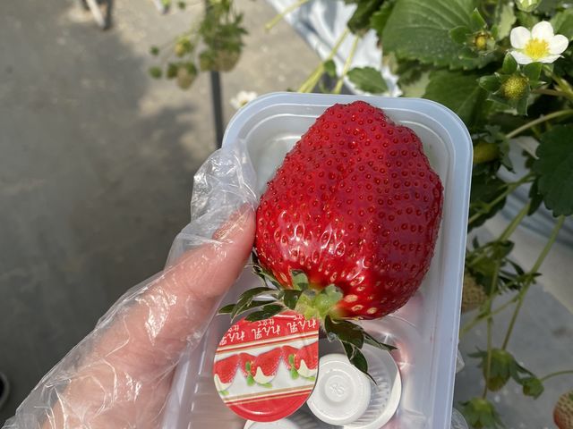 ƂɂrbOTCYII_܂Ȃt@[