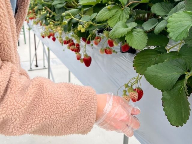 �r�j�[����܂ƃ}�X�N��K���B_�X�g���x���[�p�[�N�݂ӂ�