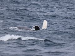 CKRKHappyIslandւ̓eʐ^1