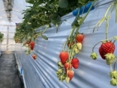 񂵂낤̃zeBL˂ւ̓eʐ^2