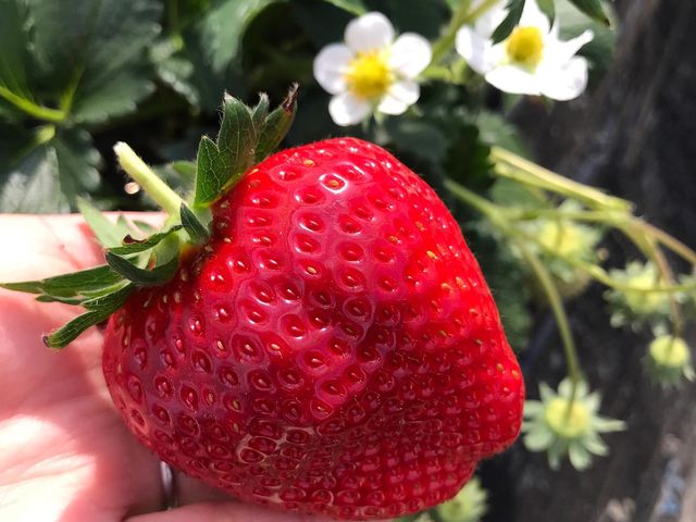 ��l�̎�̂Ђ�ł��`���big�T�C�Y�I_MASHIKO�@STRAWBERRY�@FARM