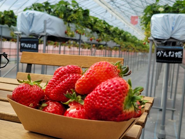 �Ƃ��Ă��Â��Ĕ������������ł��B_������ �Ղ��� -ichigo plant-