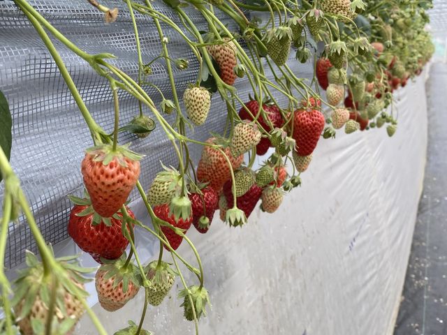 �`���悭�傫���ĊÂ����������������񂠂�܂����I_�͂�Ȃt�@�[��