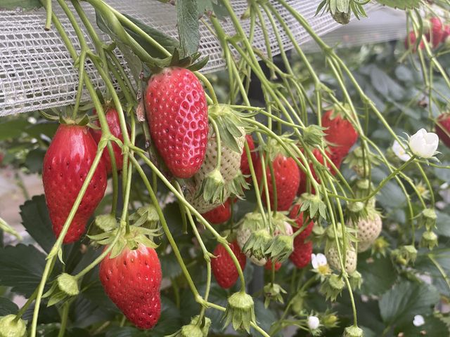 �����Ƃ����Ƒ傫�Ȃ�����������܂������A���̎ʐ^�����B��Ă܂���(��;)�ق�Ƃ��ɊÂ��Ăт�����I_�݂܂���������