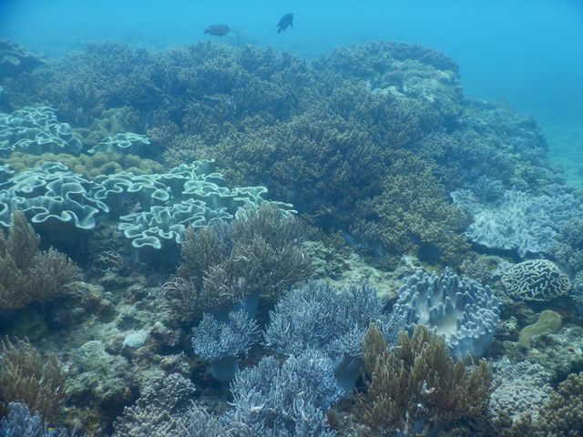 �\�t�g�R�[����_DS natura