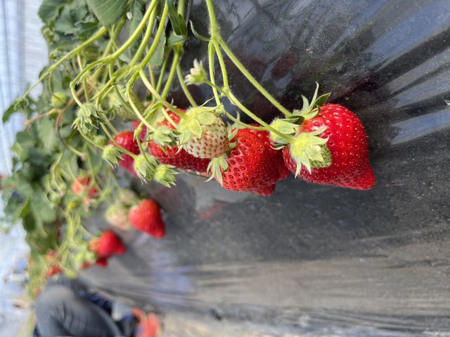 ���n�Ƃ����Ƃ�_MASHIKO�@STRAWBERRY�@FARM