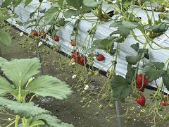 �݂�����̃t���[�c�p�[�N�@�x���[�̐X�@����Ăւ̓��e�ʐ^1