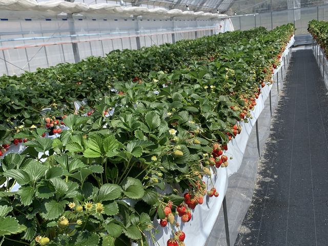 �ʘH���L���A�ܑ�����ĂƂĂ������₷��_��������farm