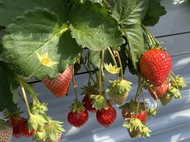 ������_���u�S�ԉ��t�@�[��