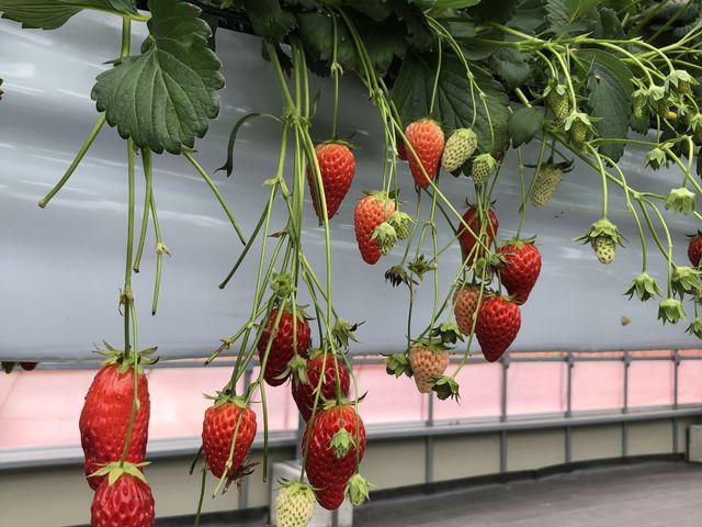 ���ʂ��ƂĂ��Y��őf�G�ȃC�`�S���n�E�X�ł����B_�T�j�[����t�@�[��