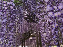 黒木の大藤 アクセス 営業時間 料金情報 じゃらんnet