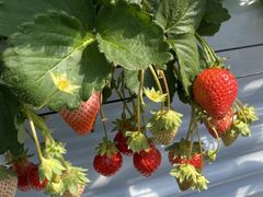 ܂̍uSԉt@[ւ̓eʐ^1