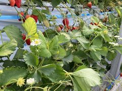 Ȃ̐_ˎOcȂ_ւ̓eʐ^1