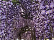 �݂���������̍��؂̑員�̓��e�ʐ^1