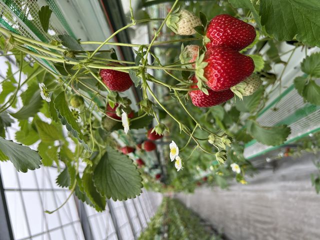 �ǂ̃��[������R�̂������I_�����o�v�_��