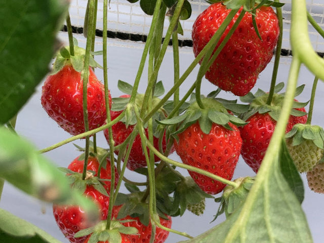 ����������_Angelina berrys farm