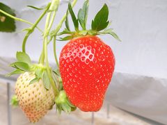 V}`joumonfarmi傤ӂ[ށjւ̓eʐ^1