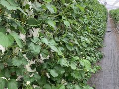 ȂEitoku Farm  y舤`Ƃȁ`zւ̓eʐ^1