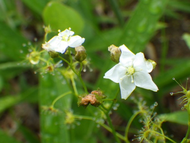 A���n�ł̓C�V���`�\�E�����J�ł����B_�X�ь����A����