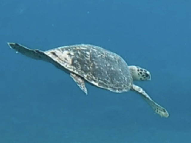 ������T���� �^�C�}�C_���\���V�[�X�L�b�v