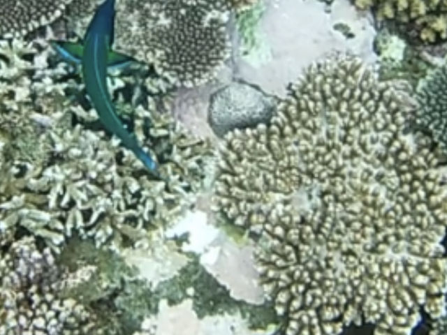 ���\�� ��R�̔M�ы��N�M�x��_���\���V�[�X�L�b�v