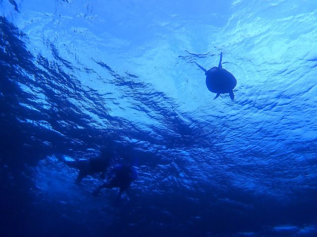 �B���Ē������ʐ^�ł�_���\���V�[�X�L�b�v