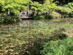 なかよしどんさんのモネの池　岐阜県への投稿写真1