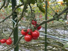 ~L̂ǂEEH[^[Et@[ւ̓eʐ^1