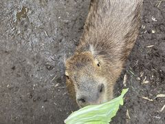 �~�L����̃_�`���E�����@�Ή��t�@�[���ւ̓��e�ʐ^1