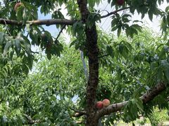 䂫̌_O[vnEXւ̓eʐ^1