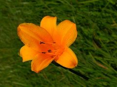 �g�~����񂳂�̖��~�����ւ̓��e�ʐ^1