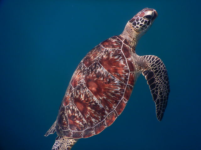 ���シ��C�T_����ف[���X