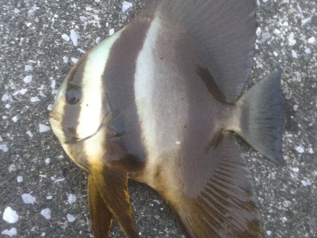 Ƃ񂳂̐C̈ނ̓eʐ^1